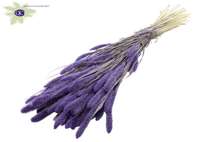 Setaria per bunch intense milka