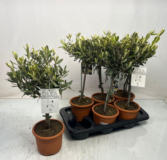 <h4>OLEA EUROPAEA</h4>