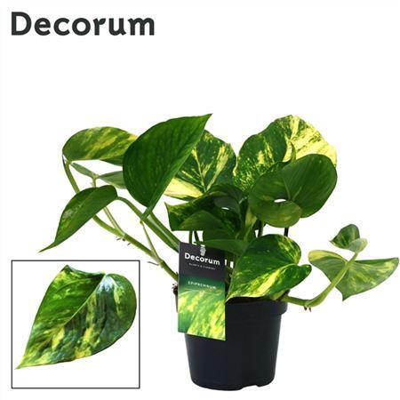 <h4>Epipremnum Aureum</h4>