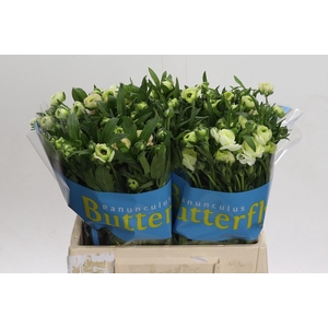 Ranunculus Butterfly Ariadne