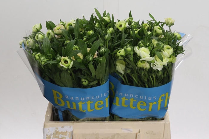 <h4>Ranunculus Butterfly Ariadne</h4>