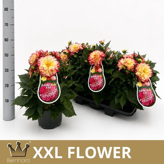 <h4>Dahlia (Decorative Grp) Labella Maggiore F</h4>