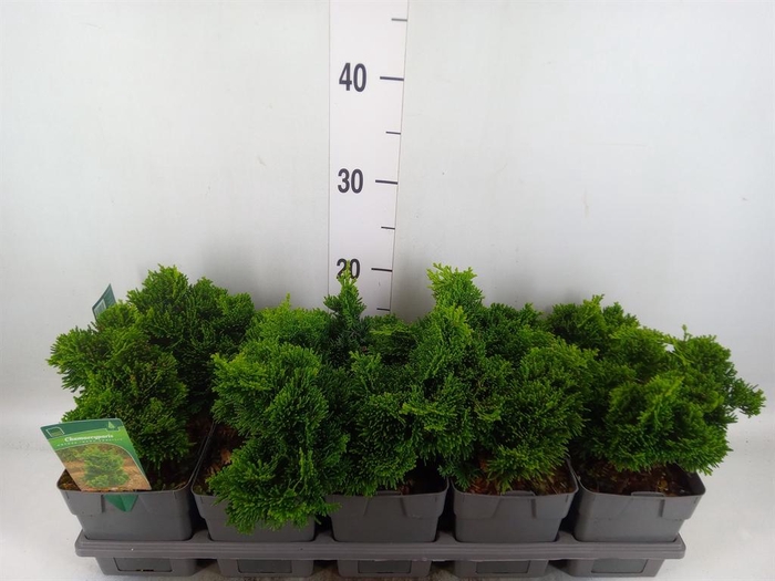 <h4>Chamaecyparis obt. 'Nana Gracilis'</h4>