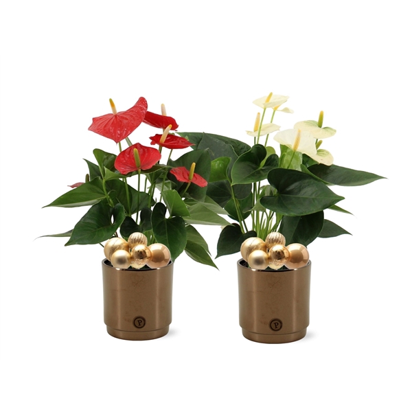 <h4>Anthurium Red & White mix Pure Juliette Goldbronze ceramics + stabber</h4>