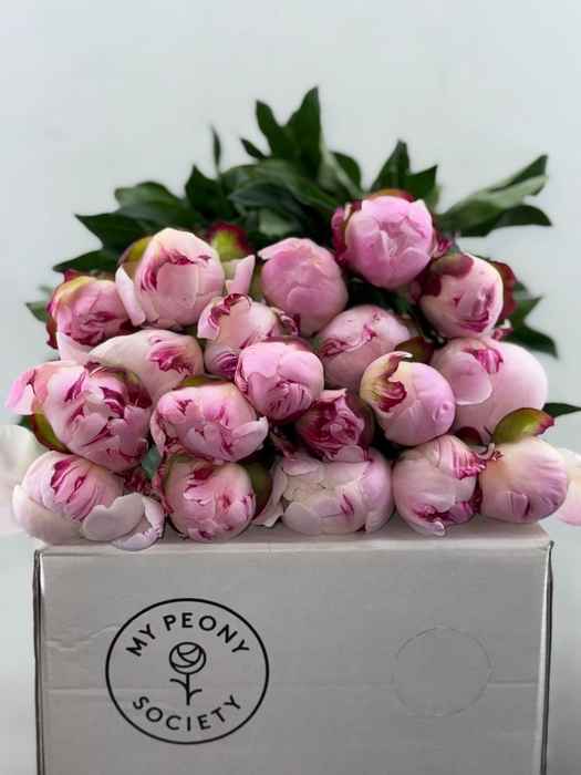 <h4>Paeonia Gardenia</h4>