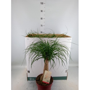 Beaucarnea recurvata