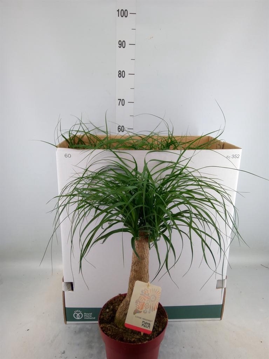 <h4>Beaucarnea recurvata</h4>