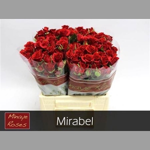 R Tr Mirabel