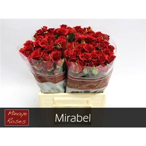 R Tr Mirabel
