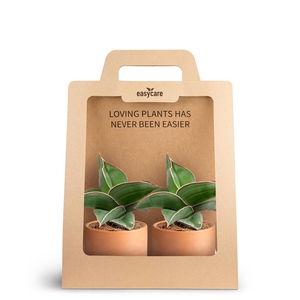 2-Pack Raw Terracotta, Samurai