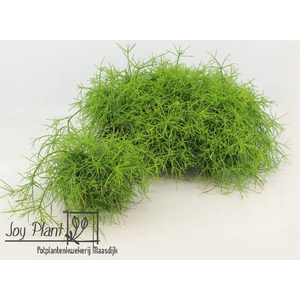 Rhipsalis cassutha Cassera (Cites) 10,5Ø 15cm