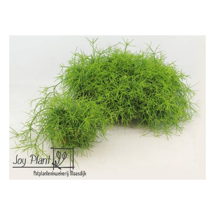 <h4>Rhipsalis cassutha Cassera (Cites) 10,5Ø 15cm</h4>
