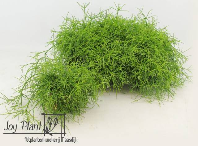 Rhipsalis cassutha Cassera (Cites) 10,5Ø 15cm