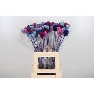 Allium Kl Bh Baby Mix