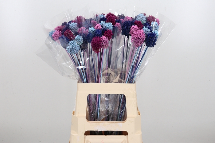 <h4>Allium Kl Bh Baby Mix</h4>