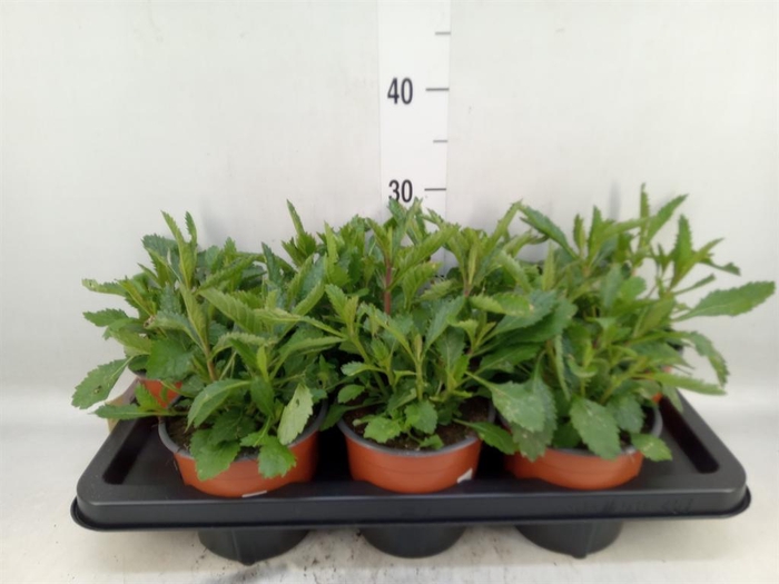 <h4>Verbena   ...</h4>