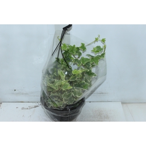 HEDERA VARIEGATA C21