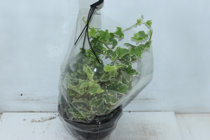 <h4>HEDERA VARIEGATA C21</h4>