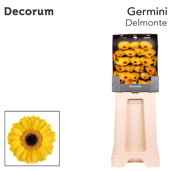 <h4>Germini Delmonte Diamond</h4>