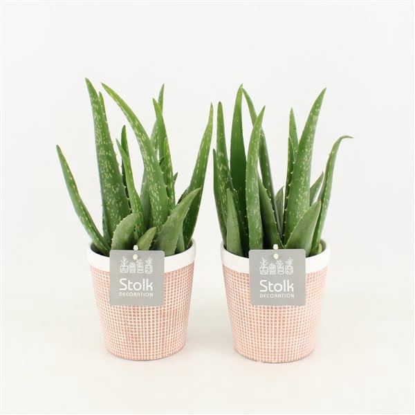 <h4>Aloe Vera in Terracotta Pot</h4>