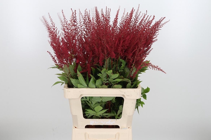 <h4>Astil Ar Paul Gaarde</h4>