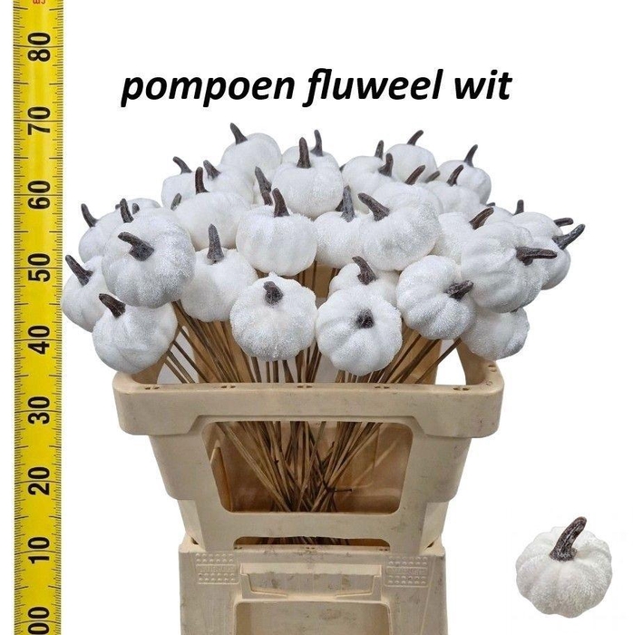 <h4>HUIS EN TUINDECO H%</h4>