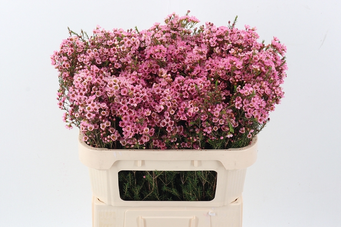 <h4>Chamelaucium Sarah's Delight</h4>