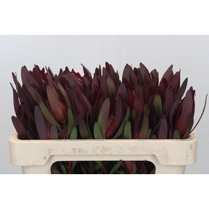 Leucadendron Saf Sunset Dark R.spray