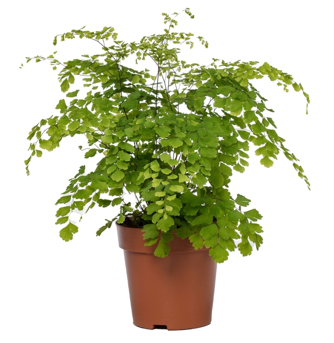 <h4>Adiantum Fragrans</h4>