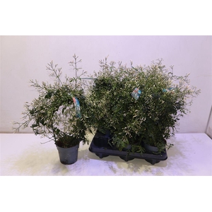 arr8 Jasm Polyanthum Wit Mirror