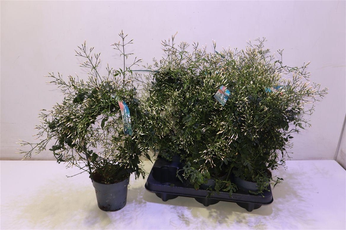 <h4>arr8 Jasm Polyanthum Wit Mirror</h4>