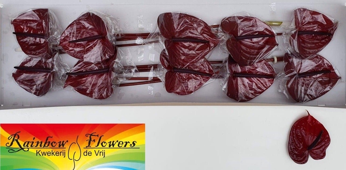 <h4>ANTH A NERO</h4>