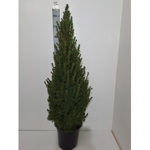 PICEA GL CONICA