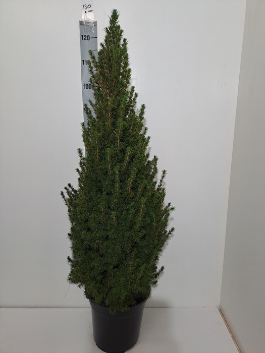 <h4>PICEA GL CONICA</h4>