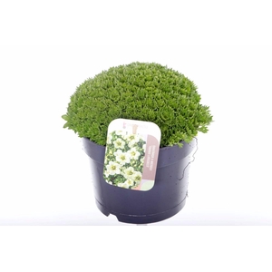 Saxifraga Touran Limegreen