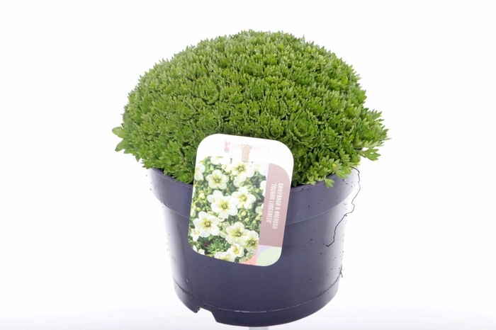 <h4>Saxifraga Touran Limegreen</h4>