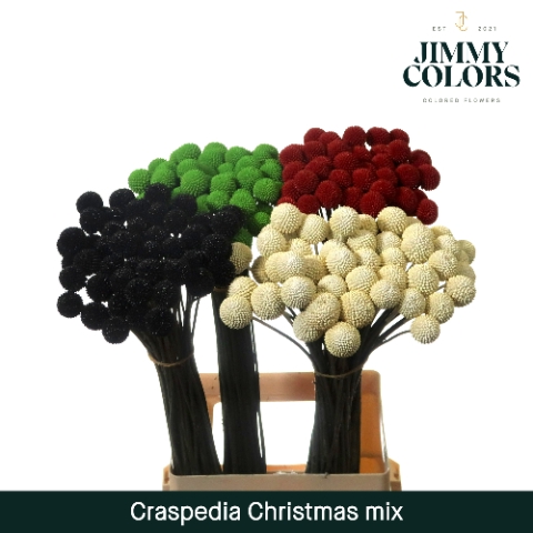 Craspedia L70 Klbh. Christmas Mix