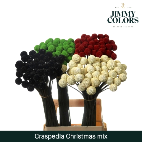 Craspedia L70 Christmas Mix