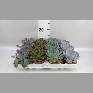 Echeveria   ...mix