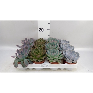 Echeveria   ...mix