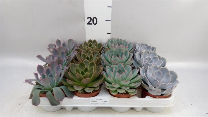 <h4>Echeveria   ...mix</h4>