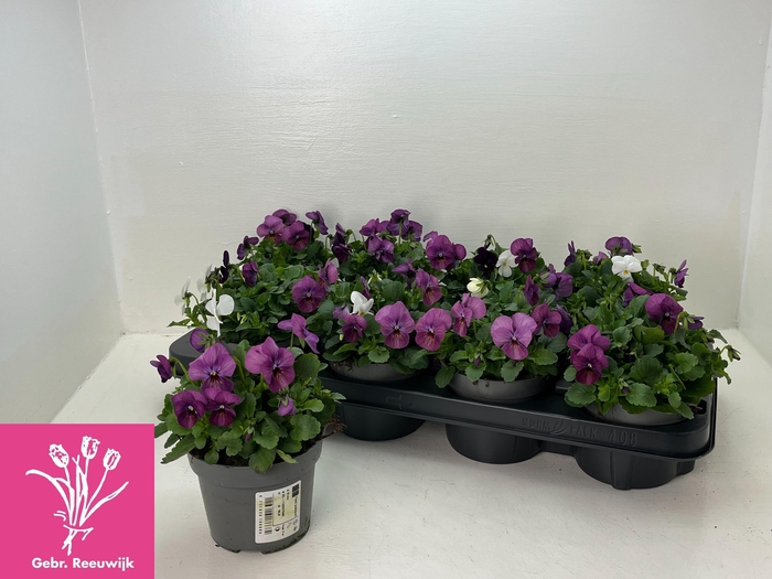 <h4>VIO TRICOLOR</h4>