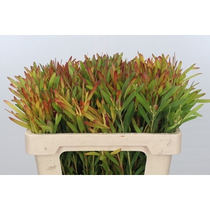 Leucadendron Ayoba Cherry Pearl