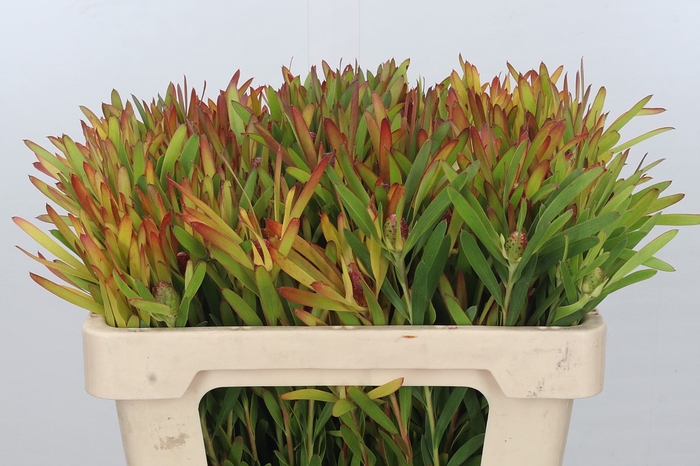 <h4>Leucadendron Ayoba Cherry Pearl</h4>