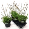 arr8 Care Mo Variegata