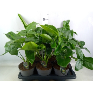 Philodendron  'Fun Bun'