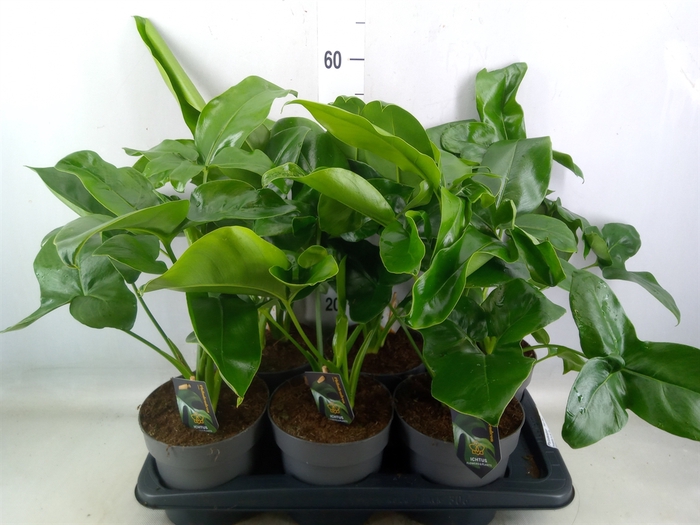 <h4>Philodendron  'Fun Bun'</h4>