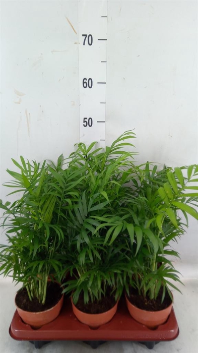 <h4>Chamaedorea elegans</h4>