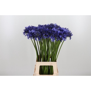 Agapanthus Overig