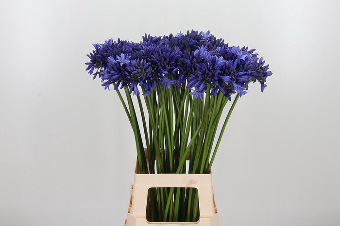 <h4>Agapanthus Overig</h4>